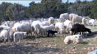 Хорватия: уникальные овцы с острова Паг