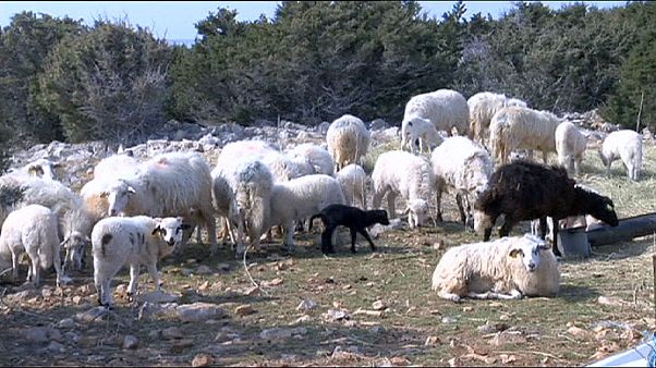 Croatie : balles de laine contre les nappes de pétrole ? Croatie : balles de laine contre les nappes de pétrole ?