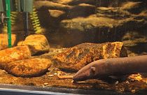 Los misterios de las anguilas eléctricas