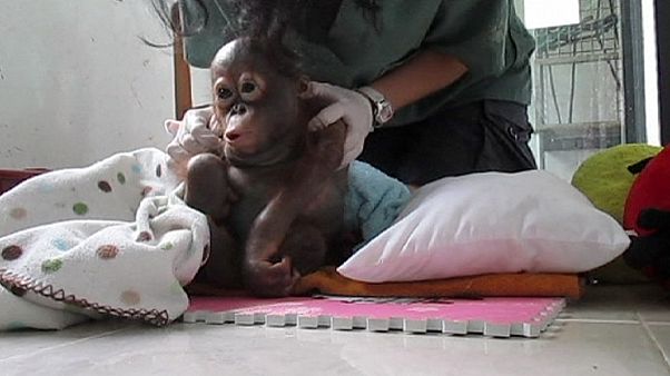 Le retour à la vie de Budi, le bébé orang-outan Le retour à la vie de Budi, le bébé orang-outan