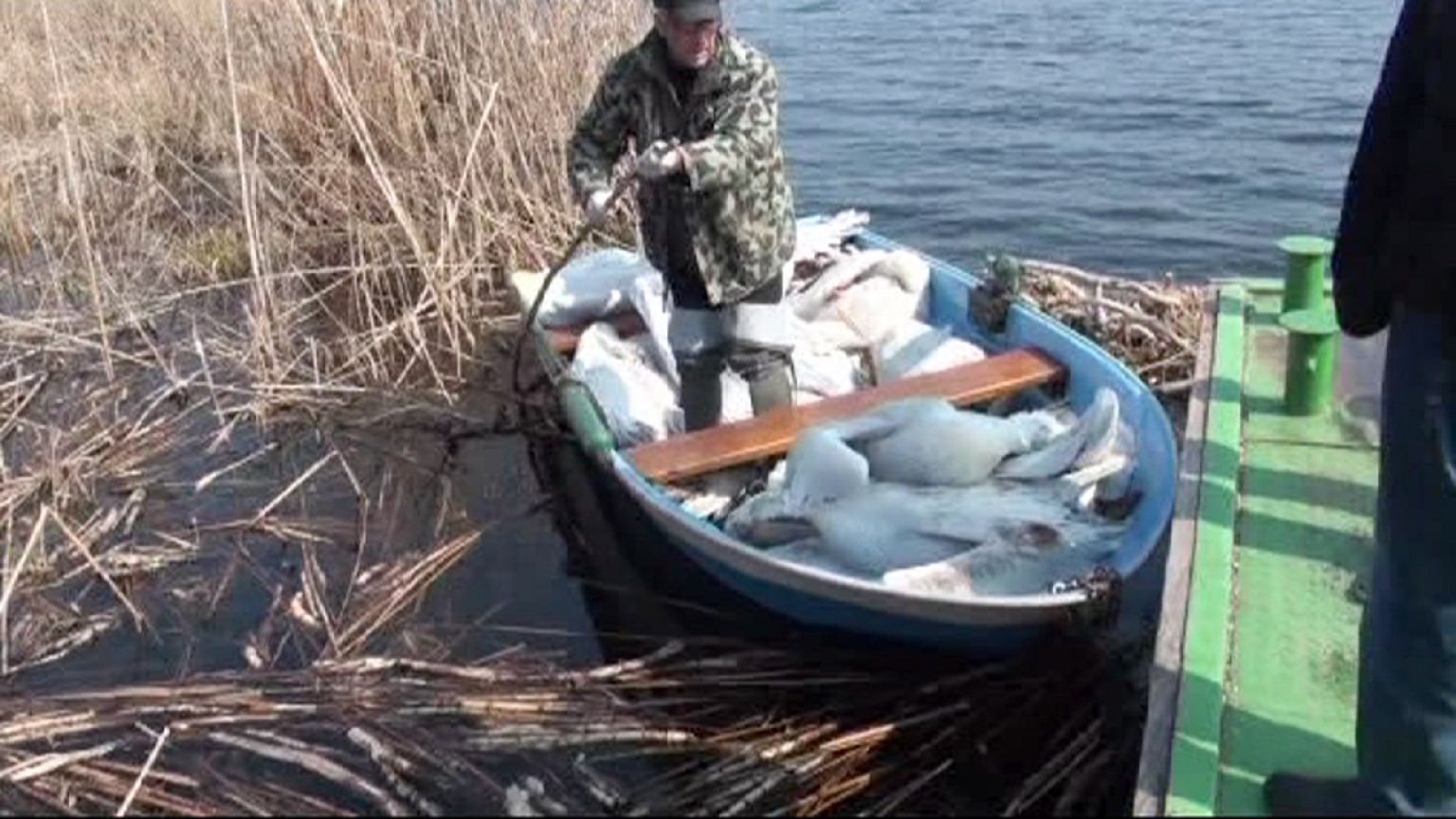 Bird flu alert in Bulgaria after virus found in dead pelicans
