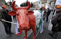 Quote latte: in Italia stalle dimezzate e multe da pagare. Paolo De Castro: agricoltori unitevi per essere competitivi