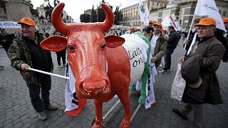 Quote latte: in Italia stalle dimezzate e multe da pagare. Paolo De Castro: agricoltori unitevi per essere competitivi
