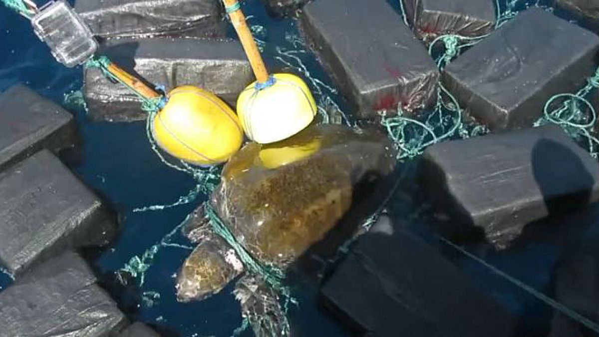 Image: Turtle rescue