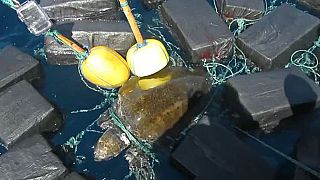 Image: Turtle rescue
