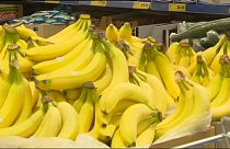 100 kg kokaint találtak a banánok közé rejtve