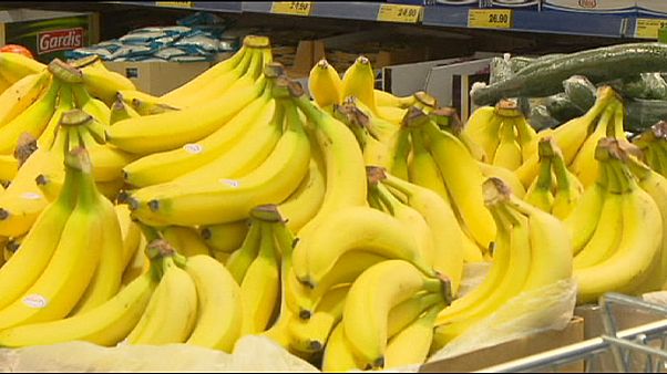 République Tchèque : cent kilos de cocaïne dans des bananes République Tchèque : cent kilos de cocaïne dans des bananes