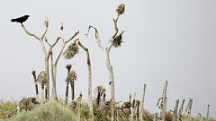 Comment expliquer la sécheresse historique en Californie ?