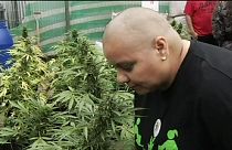 Az első legális marihuána Chilében