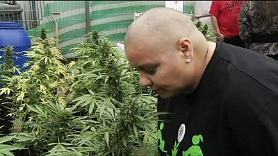 Primo raccolto di cannabis terapeutica in Cile