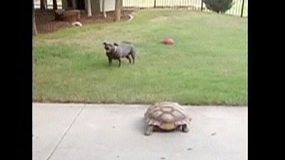 Tortoise and dog playing chase become internet sensations