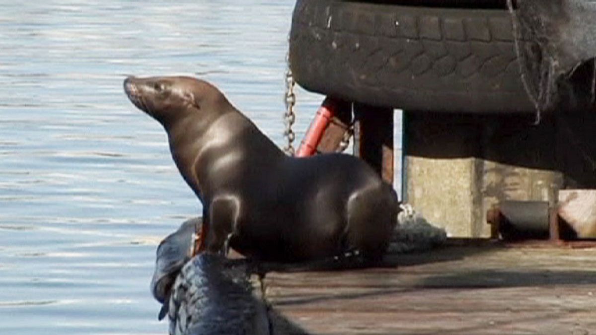 Californie : opération de sauvetage record de Lions de mer