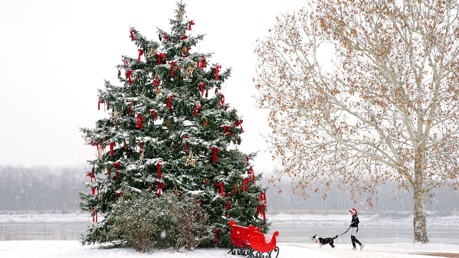 Image: A man walks a dog in St. Charles, Mo.