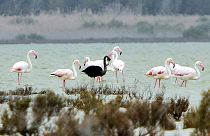 Ender görülen siyah flamingo Kıbrıs'ta ortaya çıktı