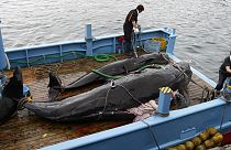 Japonya balina avı programını yeniledi
