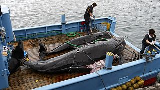 Japão quer retomar caça às baleias até ao final do ano