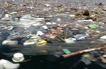 Brasil: Meia tonelada de peixes mortos nas águas do Rio de Janeiro