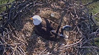 Image: A bald eagle at the nest in Fort Myers, Florida on Dec. 27, 2017