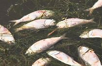 Meia tonelada de peixe morto recolhida da lagoa Rodrigo de Freitas