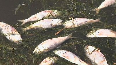 Migliaia di pesci morti galleggiano in laguna olimpica brasiliana.