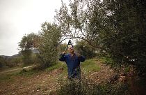 "Xylella Fastidiosa": bactéria que mata oliveiras detetada perto de Paris