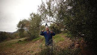Под Парижем обнаружена бактерия, уничтожившая тысячи оливковых деревьев в Италии