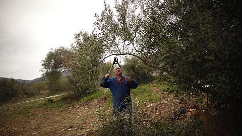 Xylella fastidiosa bacteria discovered in wholesale market near Paris