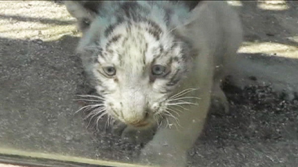 Cat-astrophe averted for purr-fect white tiger