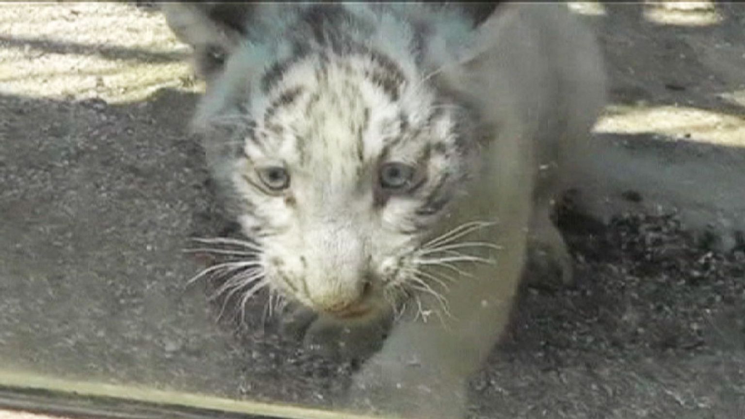 Rettungsaktion für kleine Großkatze aus der Traufe