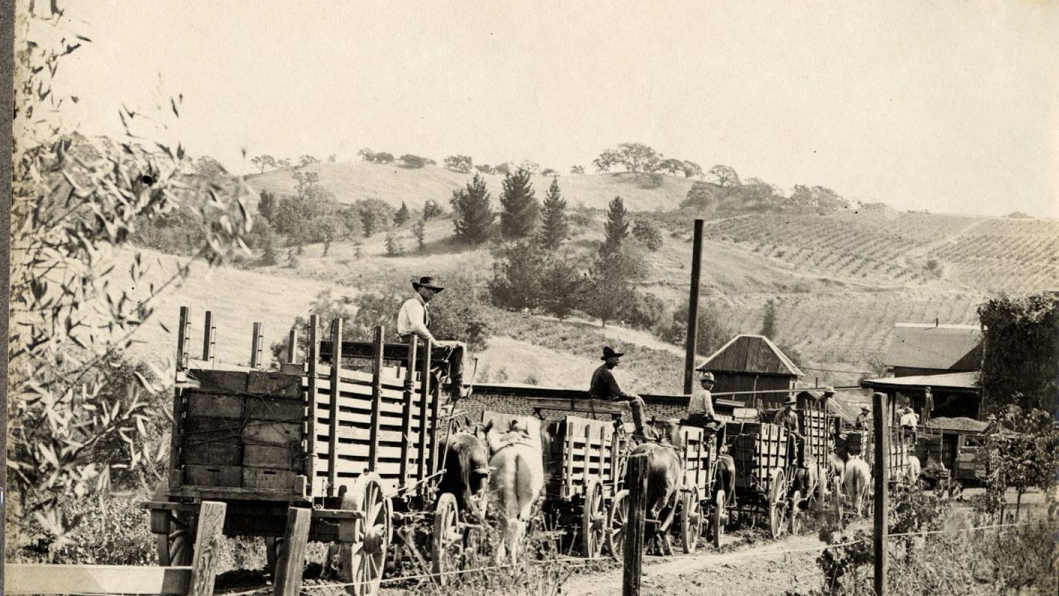 Workers at the historic Fountaingrove Winery owned by Kanaye Nagasawa, one 