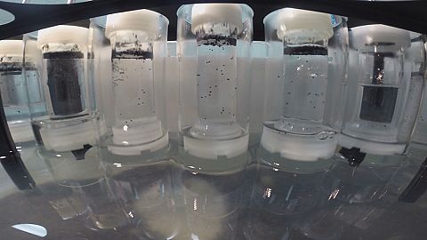 Do you know: what are "superbugs"?