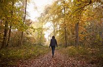 Woman Walking Along Path In Autumn Woodland