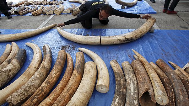 Nouvelle saisie record d'ivoire en Thaïlande Nouvelle saisie record d'ivoire en Thaïlande