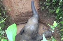 Final feliz para un joven elefante en la India