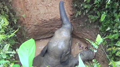 Final feliz para um jovem elefante na Índia