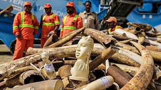 10 tons of confiscated ivory destroyed in Dubai.