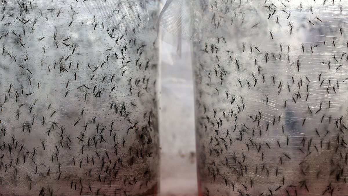 Βραζιλία: Γενετικά τροποποιημένα κουνούπια για την αντιμετώπιση του δάγκειου πυρετού
