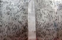 Mosquitos genéticamente modificados para luchar contra el dengue en Brasil