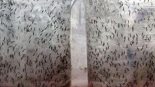 Brezilya'da Dang humması salgınına karşı genetiği değiştirilmiş sivrisinek