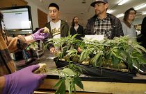 Image: California Legalized Recreational Marijuana Use