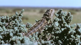 Image: Central bearded dragon, Pogona vitticeps