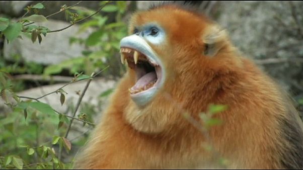China recebe macacos dourados recém-nascidos China recebe macacos dourados recém-nascidos