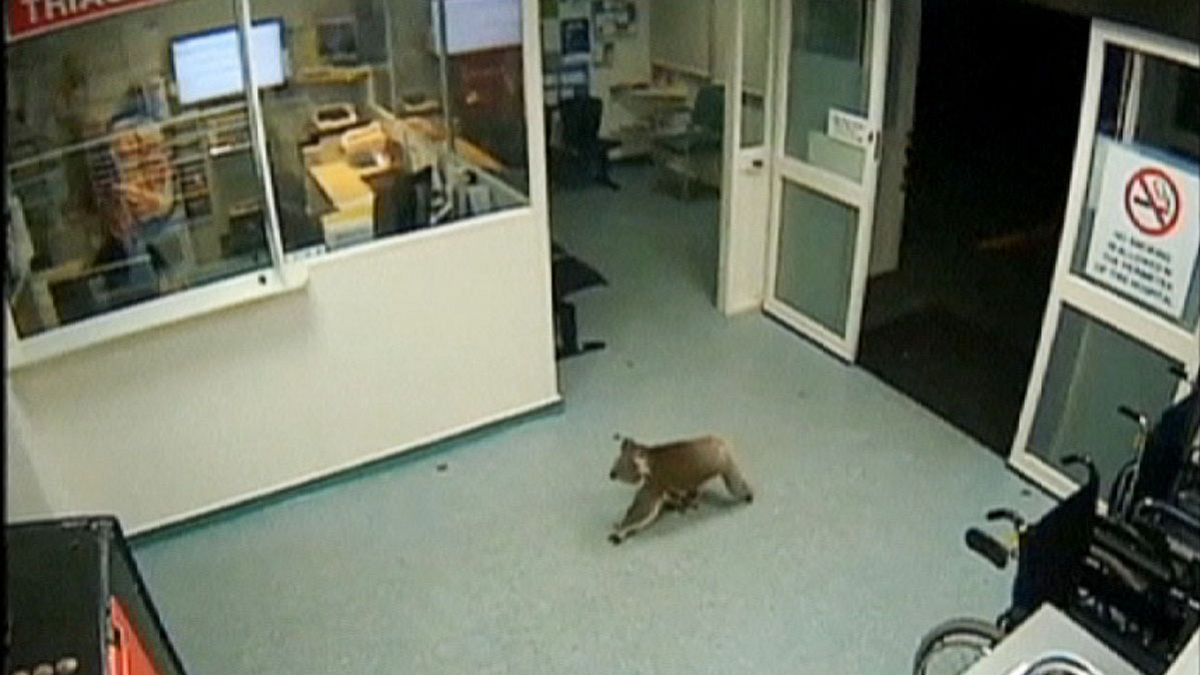 Un koala se pasea por un hospital australiano