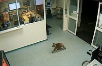 Koala pays late night visit to Australian hospital