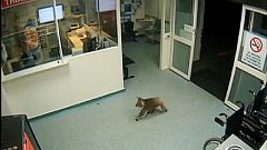 Um koala no hospital