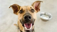 Dog Bowl