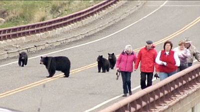 Tourists chased by black bears