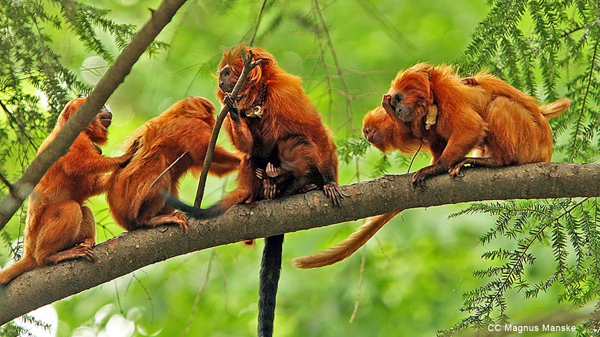 Roban 17 monos en vías de extinción en un zoo de Francia