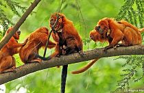 Roban 17 monos en vías de extinción en un zoo de Francia