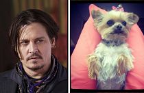 Johnny Depp'in köpekleri Avustralya'yı karıştırdı